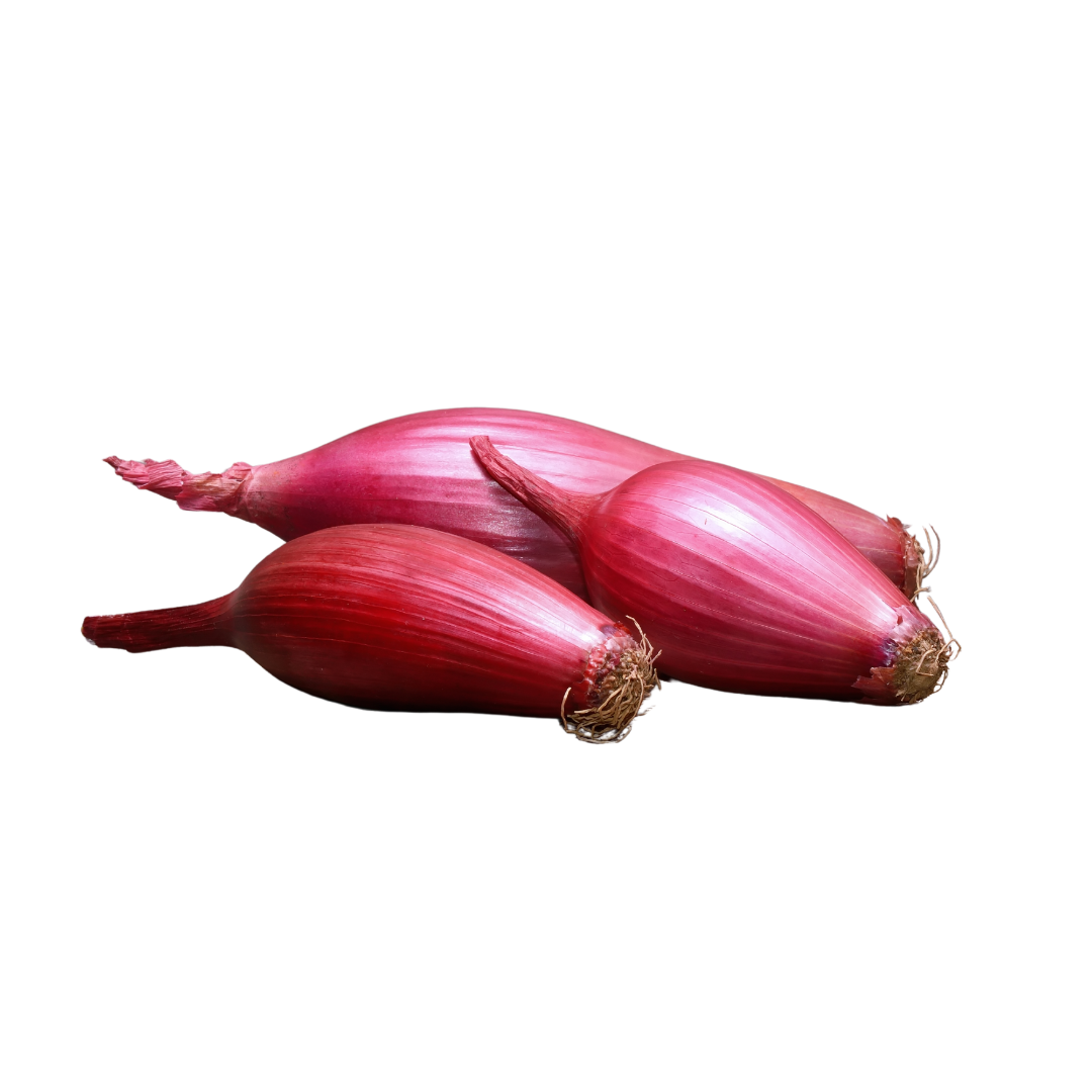 Zwiebel aus Tropea