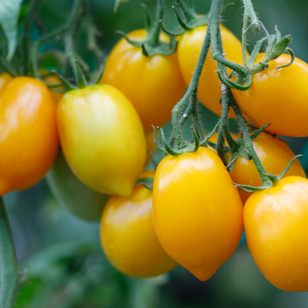 Tomate Datterino Gelb Schale