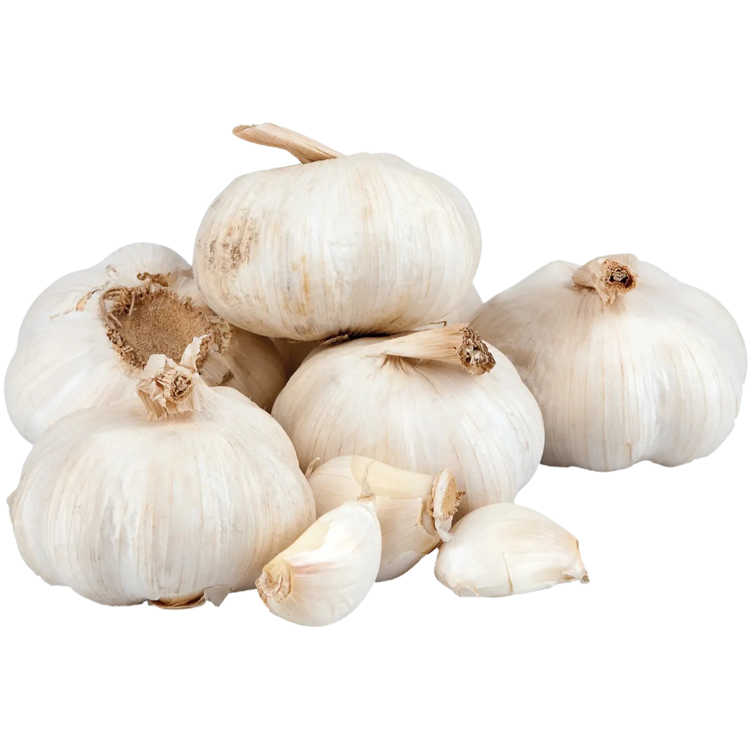 Knoblauch Knolle