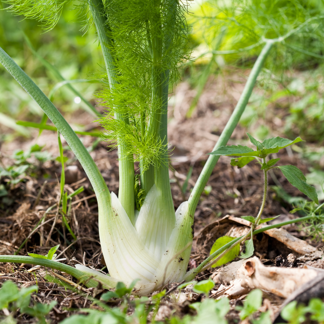 Fenchel