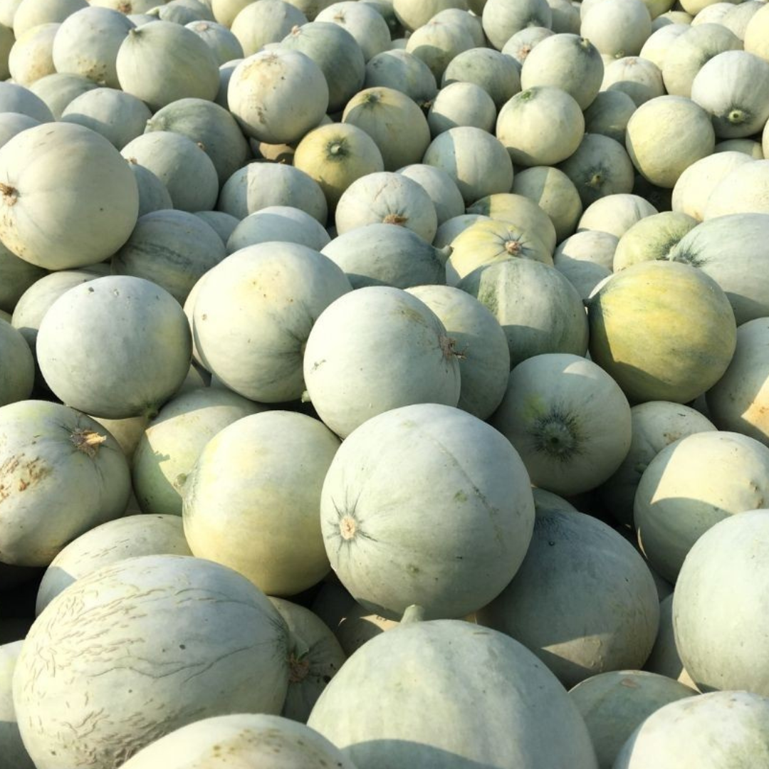 Melone Mantovano IGP