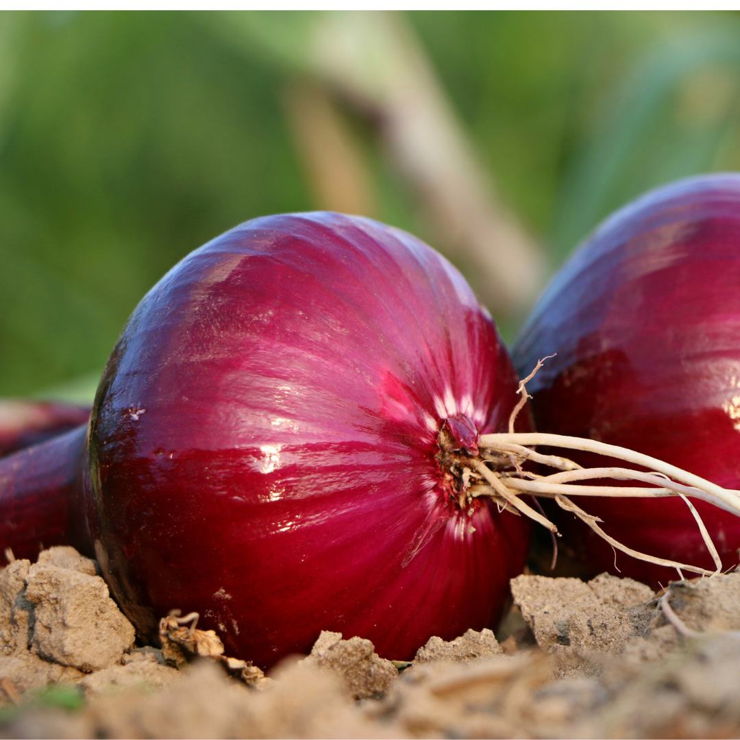 Zwiebel Rot 1Kg