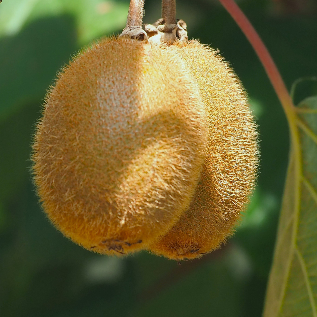Kiwi