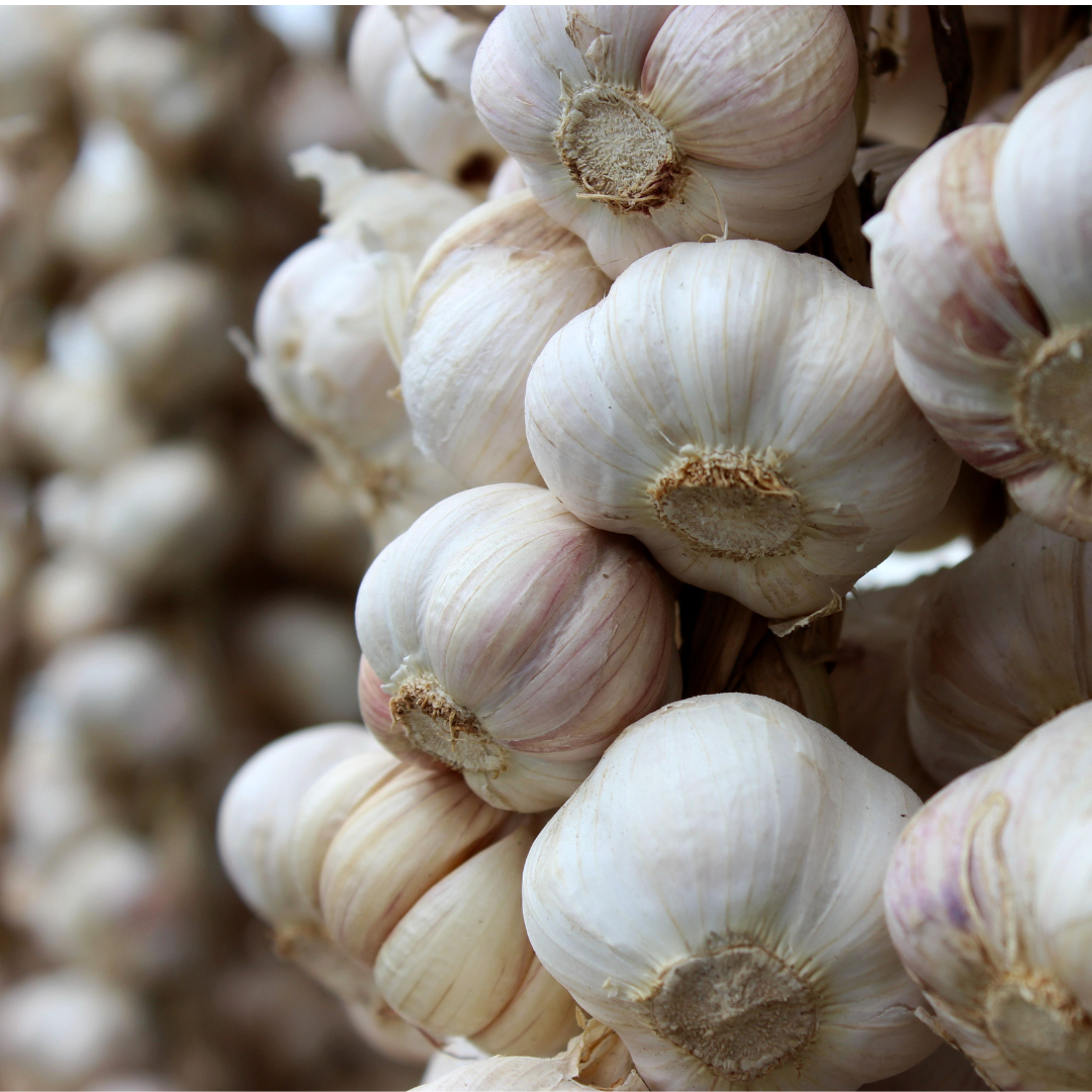 Knoblauch Knolle