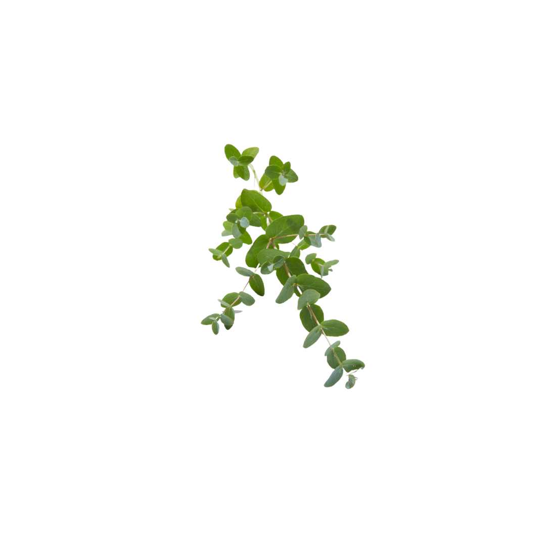 Oregano