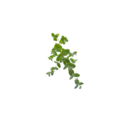 Oregano