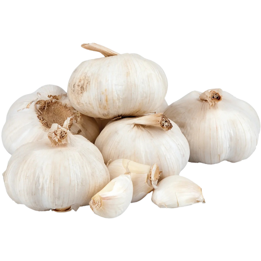 Knoblauch Knolle