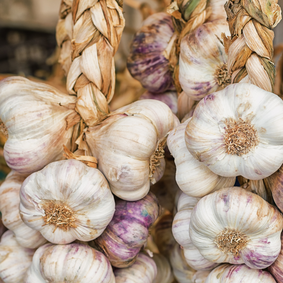 Knoblauch Knolle