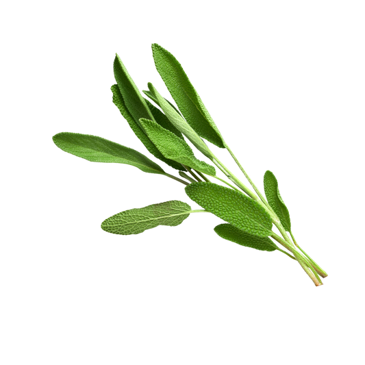 Salbei