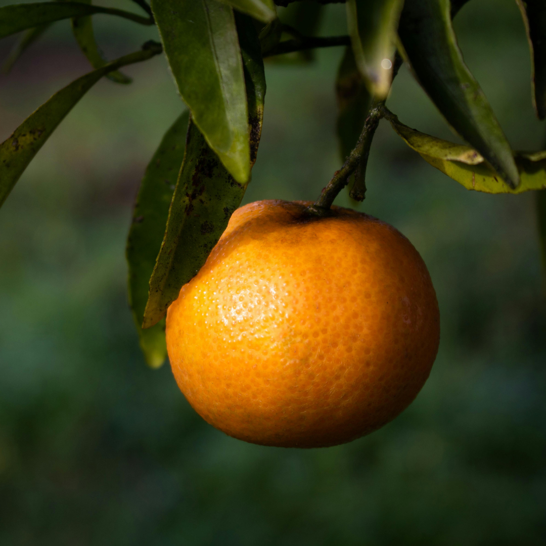 Clementinen aus Sizilien – sonnengereift unter italienischer Sonne – KUCINA Frischwaren