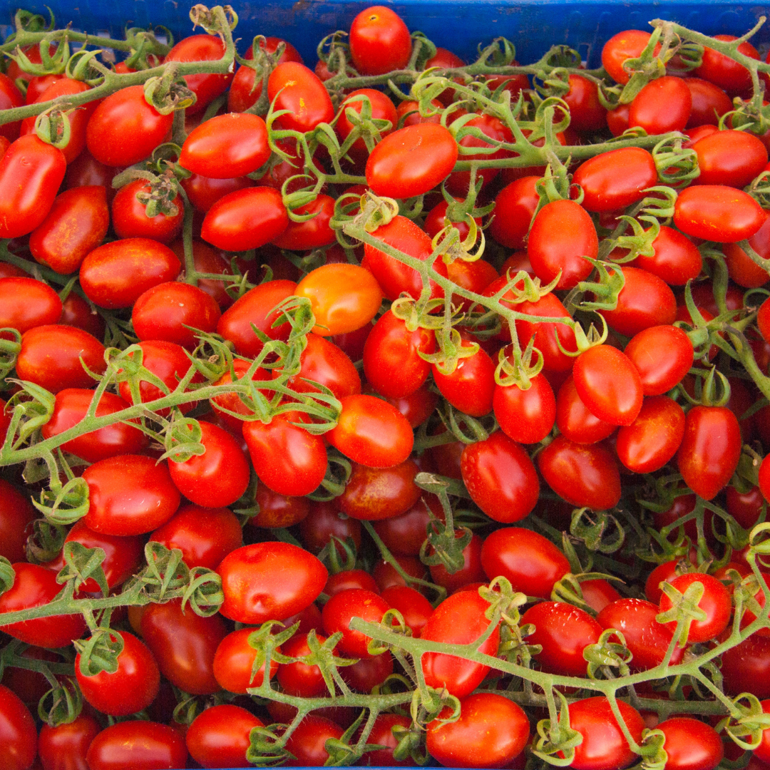 Tomate Datterino