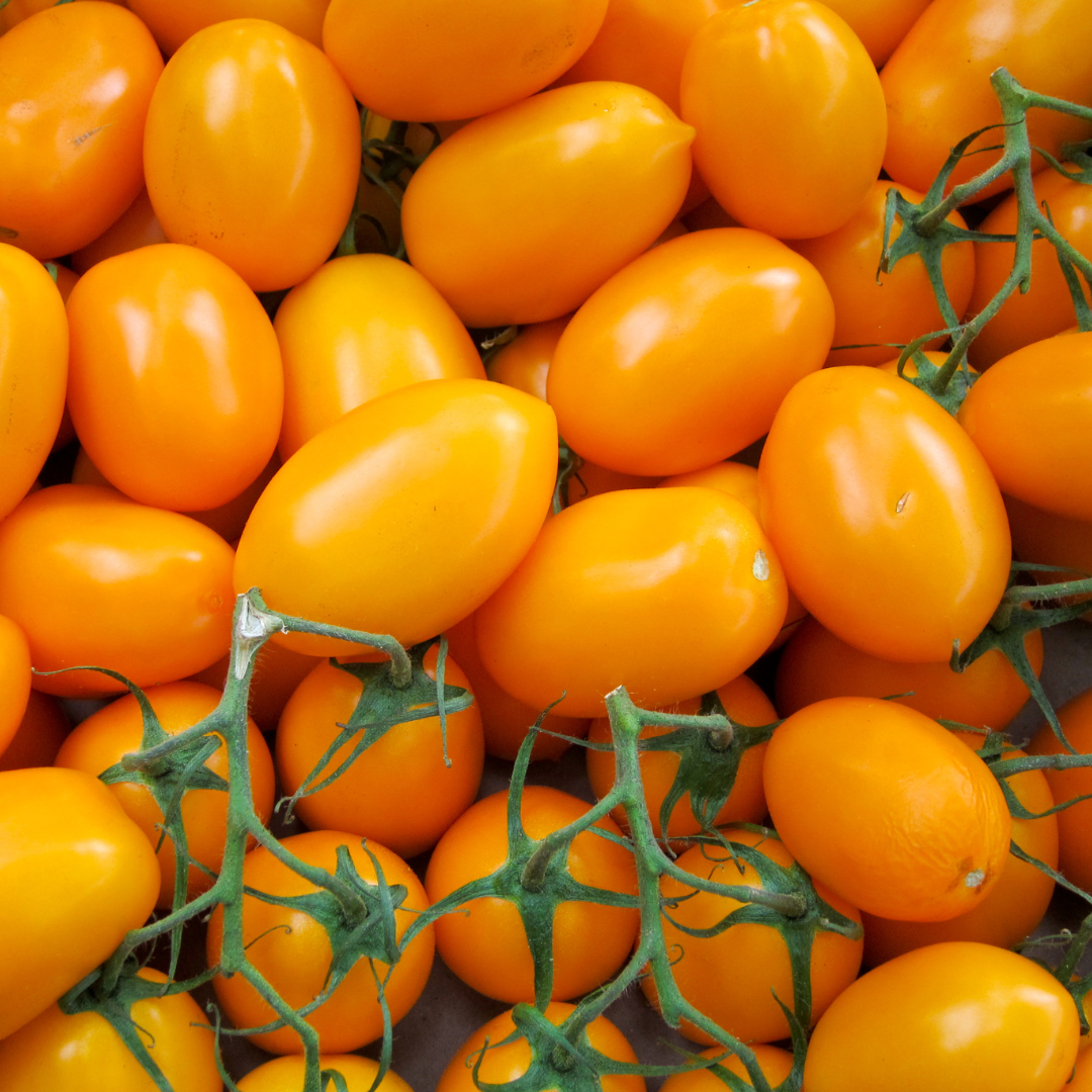Tomate Datterino