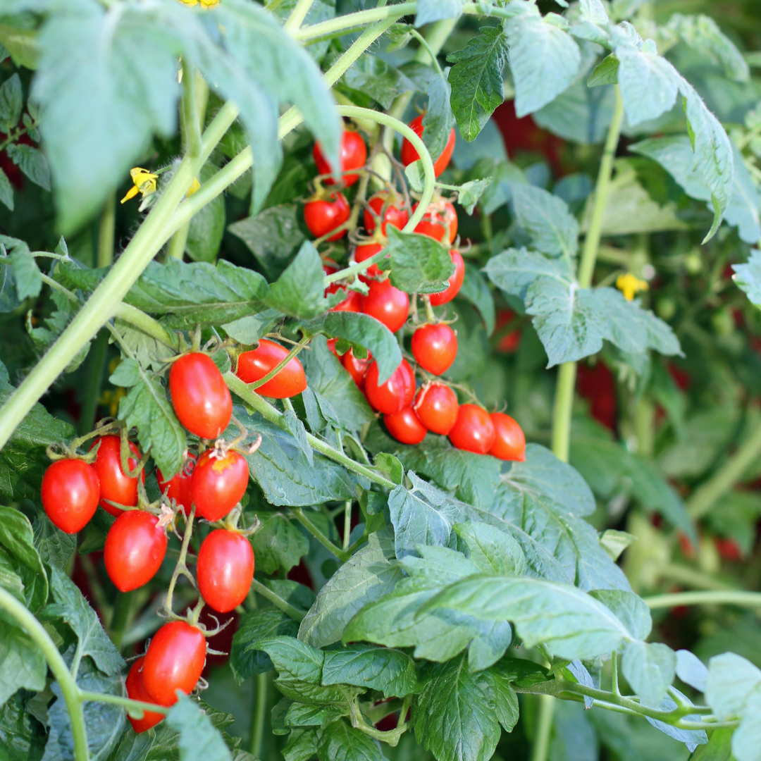 Tomate Datterino